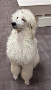 Toimistokoiraharjoittelija Bertta